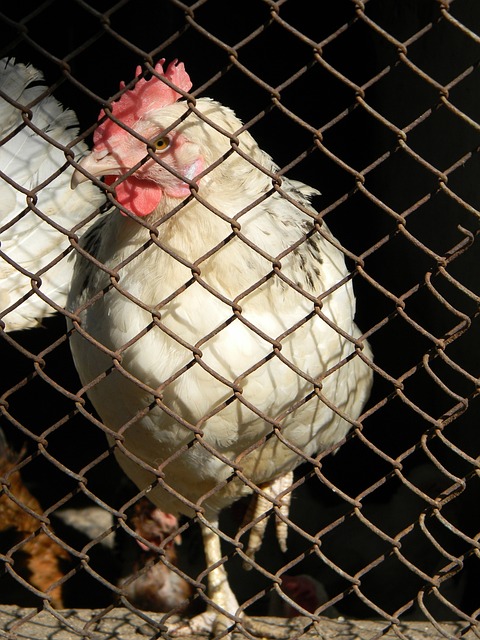 雷速体育直播官网:恩比德11分76人负热火 拉文末节6三分公牛取胜.